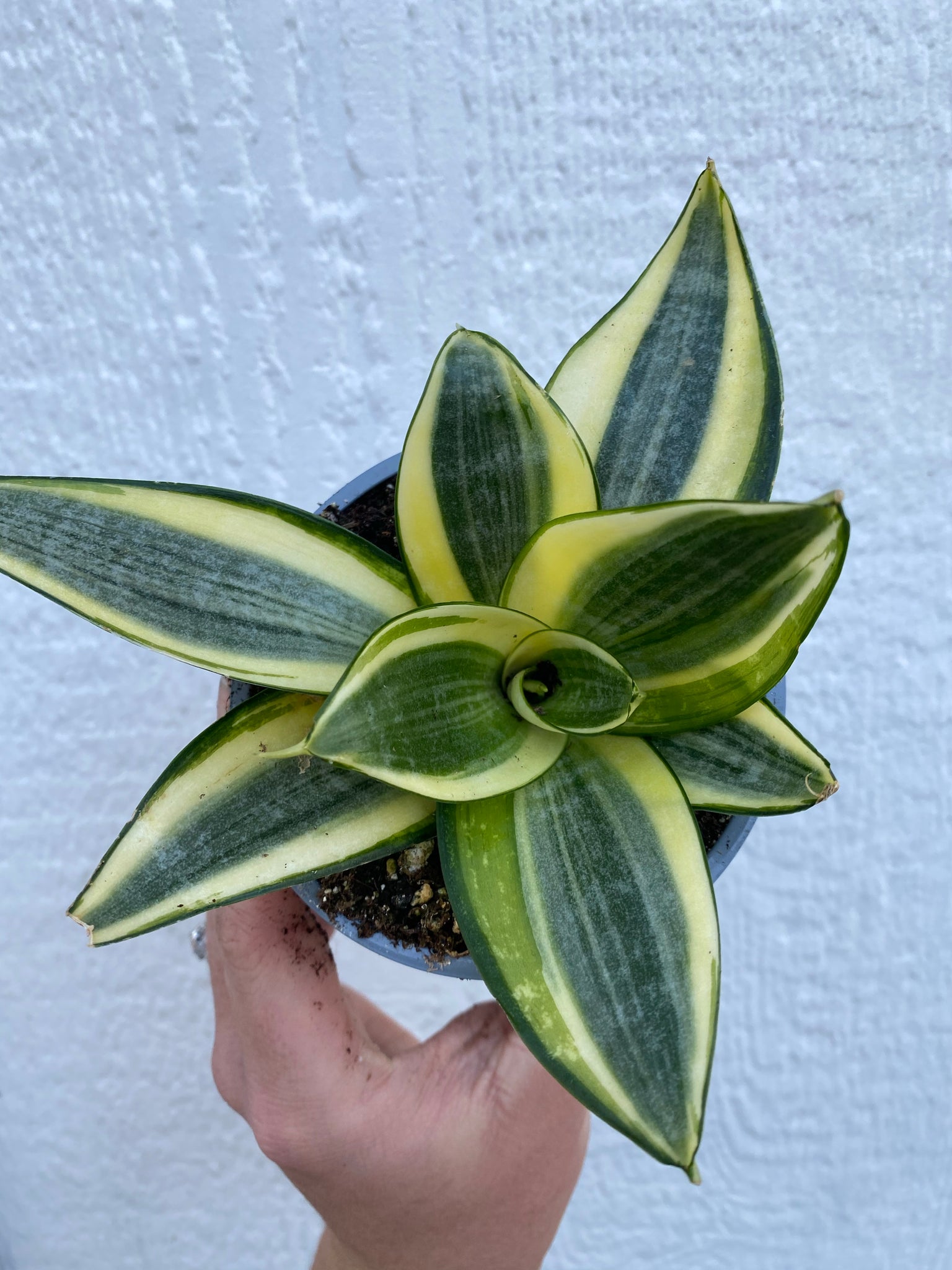 sansevieria sunny star Sansevieria Hahnii Sunny Star – In Succulent Love