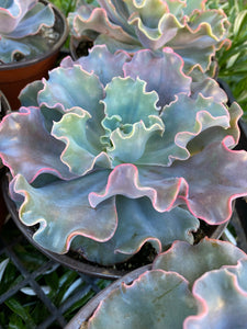 Echeveria Iridescent Ruffle Hybrid