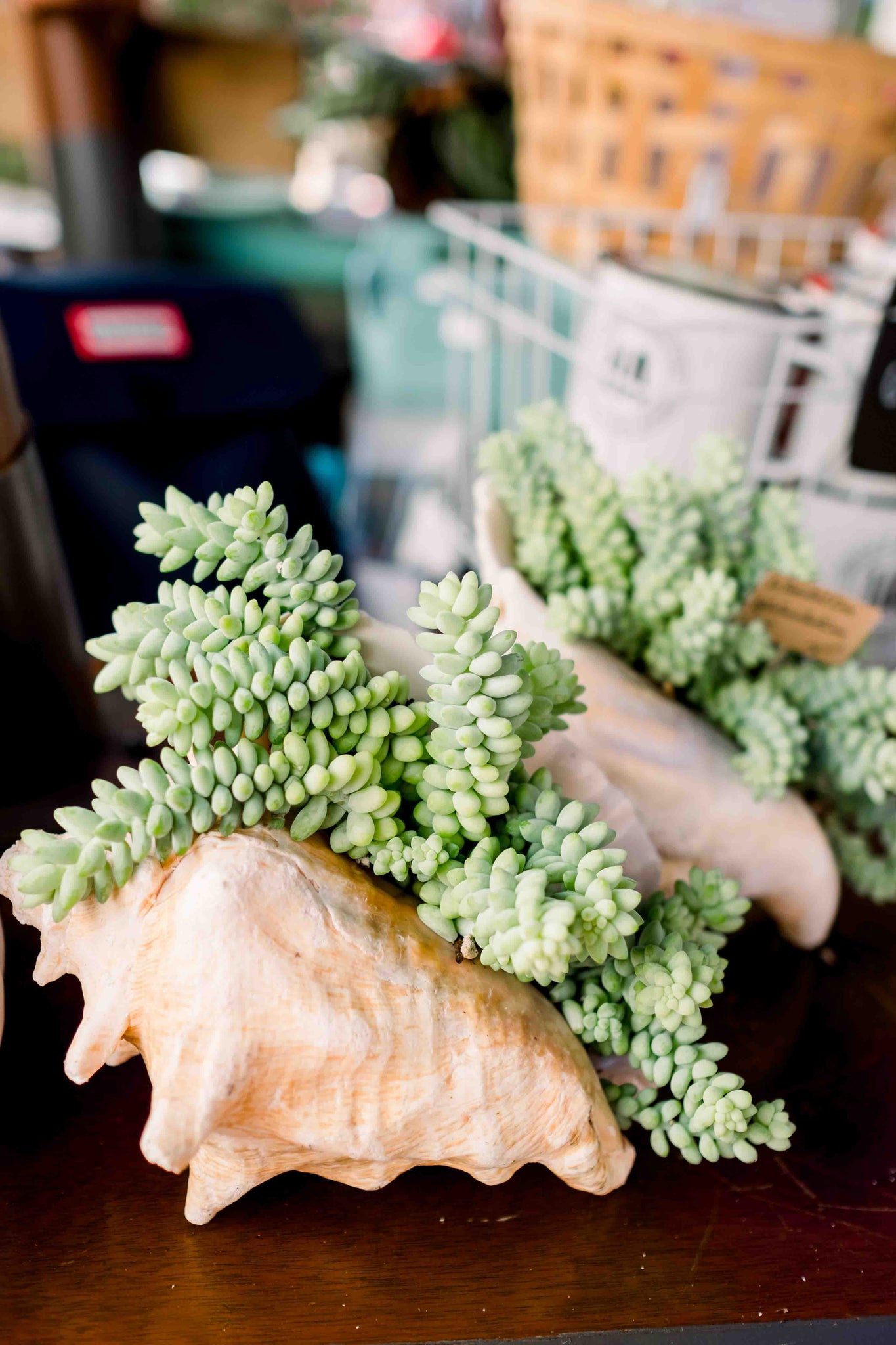 planting succulents in shells DIY Succulent Conch Shell Kit