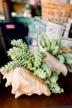 DIY Succulent Conch Shell Kit