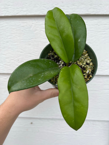 Hoya Carnosa Skinneriana / Dee’s Big One