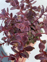 Sedum Raspberry Truffle