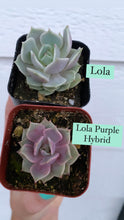 Echeveria Lola Purple Hybrid