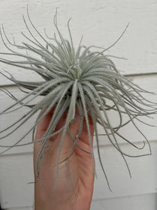 Tillandsia Tectorum