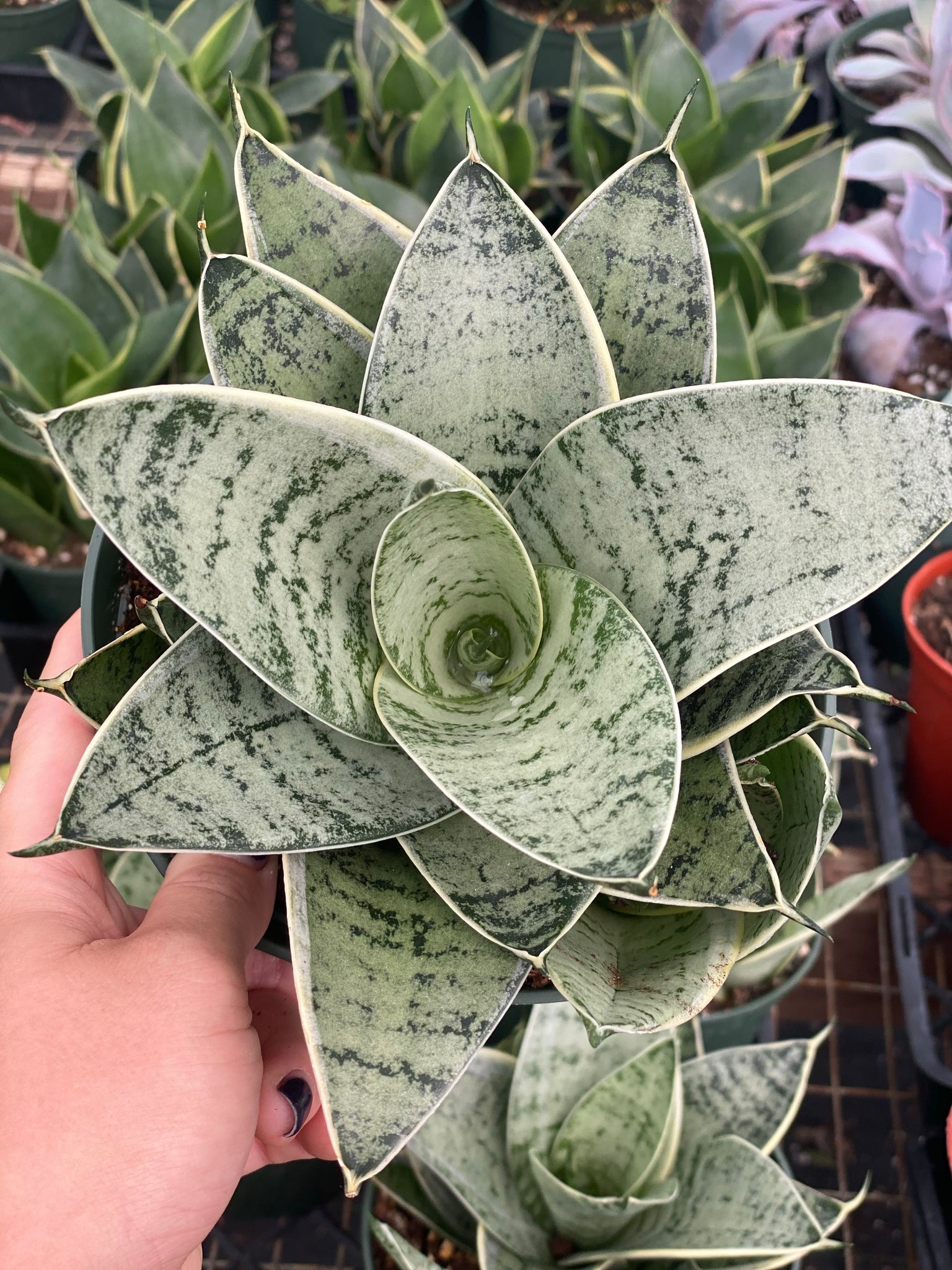 sansevieria hahnii silver frost Sansevieria Hahnii Silver Star – In Succulent Love