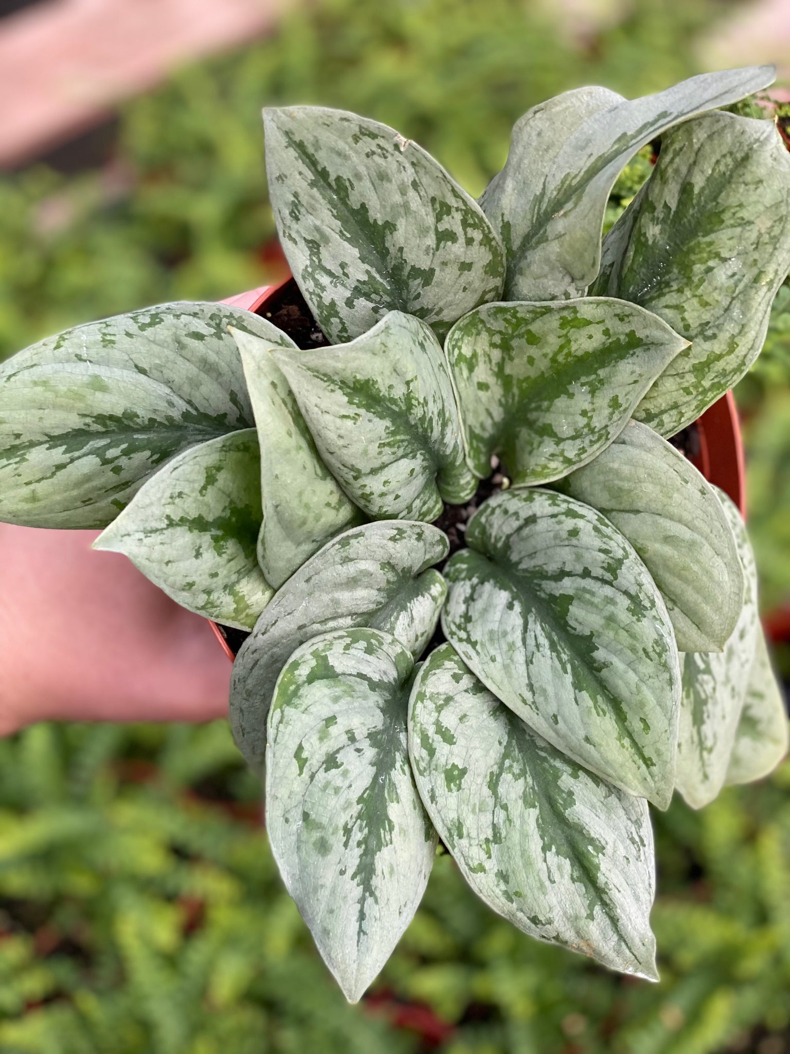 silver lady pothos for sale Scindapsus Pictus Exotica Pothos – In Succulent Love