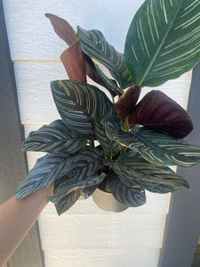 Calathea Ornata Pinstripe