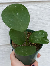 Hoya Obovata