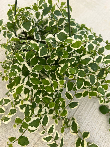 Ficus Variegated Creeping Fig (Ficus Repens Variegated)