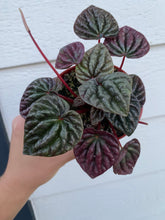 Peperomia Caperata 'Schumi Red'