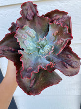 Echeveria Lilac Frost