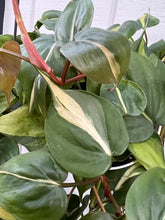 Philodendron Brasil Hybrid