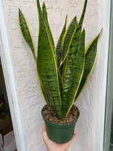 Sansevieria Trifasciata Laurentii