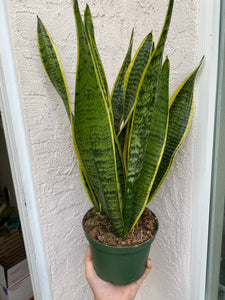 green mermaid sansevieria Sansevieria Trifasciata Laurentii – In Succulent Love