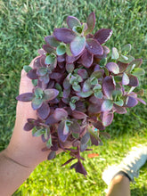 Sedum SunSparkler Firecracker