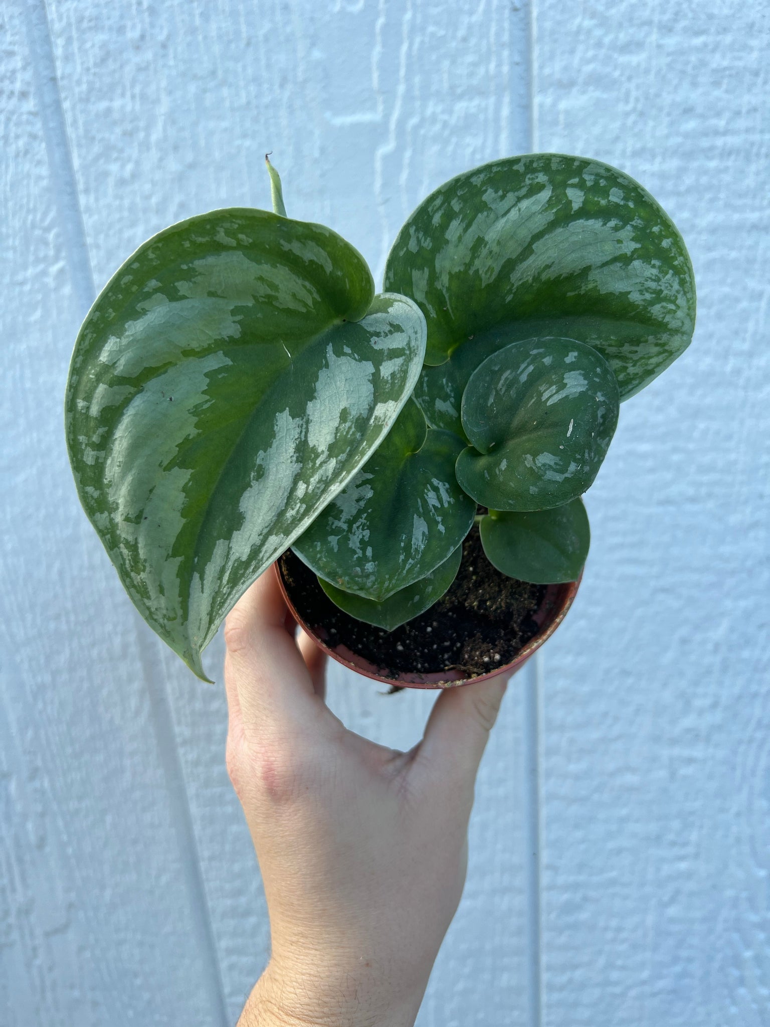 hybrid pothos Scindapsus Pictus ' Exotica Hybrid ' Pothos – In Succulent Love