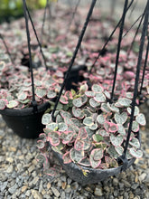 Ceropegia Woodii Variegated String of Hearts
