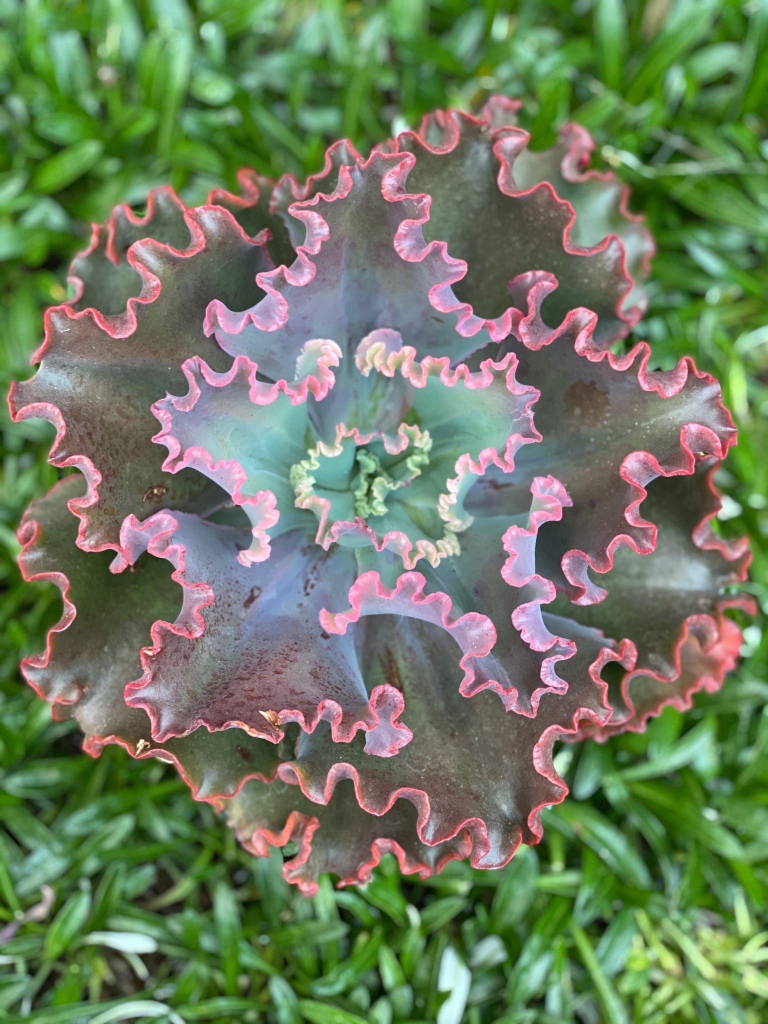 crimson tide succulent Echeveria Crimson Tide (USPP21496P2) – In Succulent Love