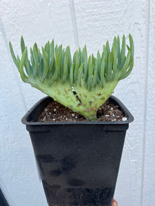 Mermaid Tail - E ( Crested Senecio Vitalis )