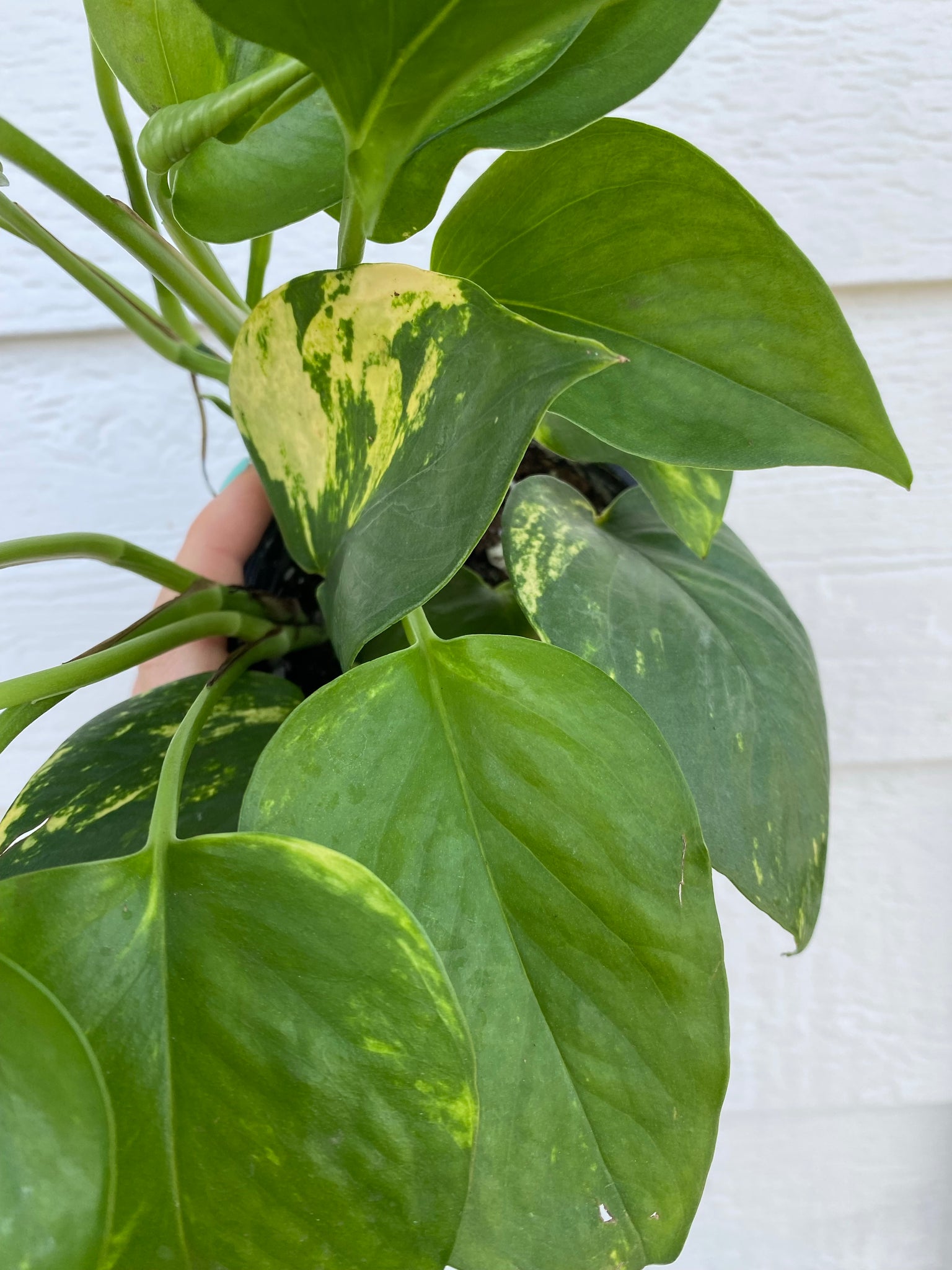 golden pothos plant price Pothos Golden (Epipremnum aureum) – In Succulent Love