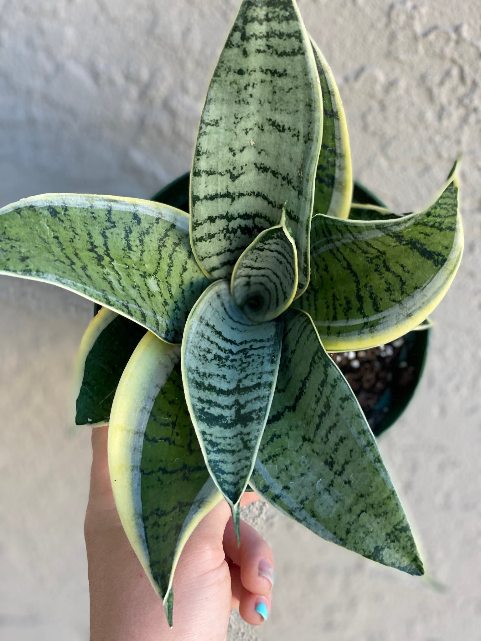 snake plant star Sansevieria Hahnii Silver Star Variegated
