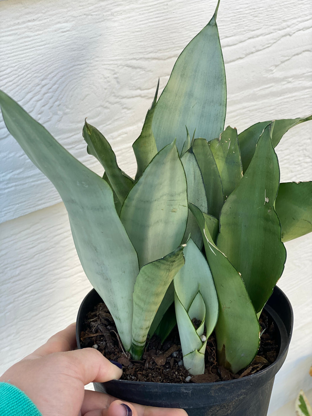 sansevieria silver moonshine Sansevieria Moonshine