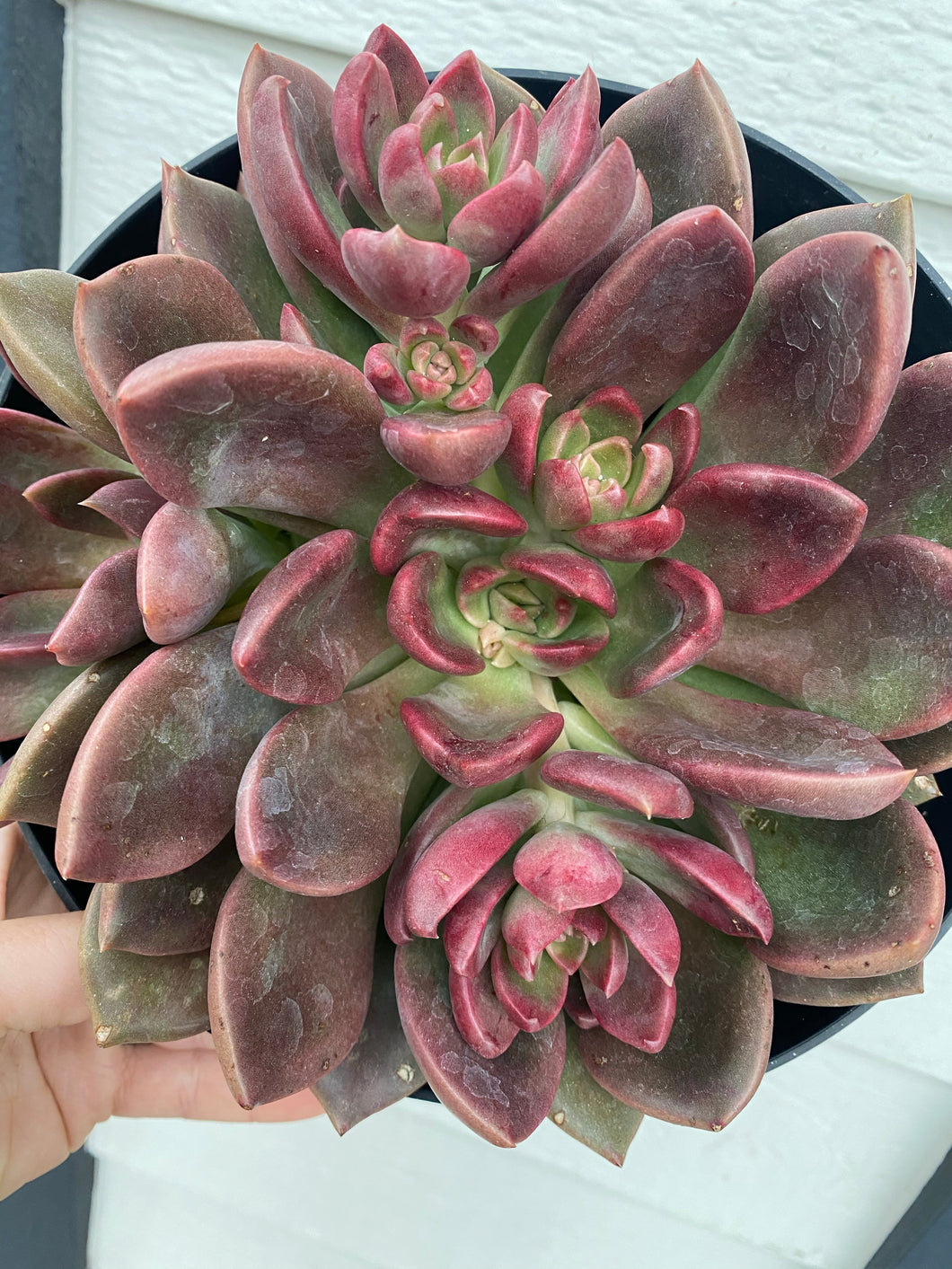 Graptoveria Petra’s Beauty (USPP29916)