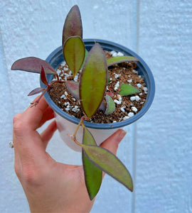 Hoya Rosita