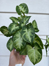 Syngonium Pixie