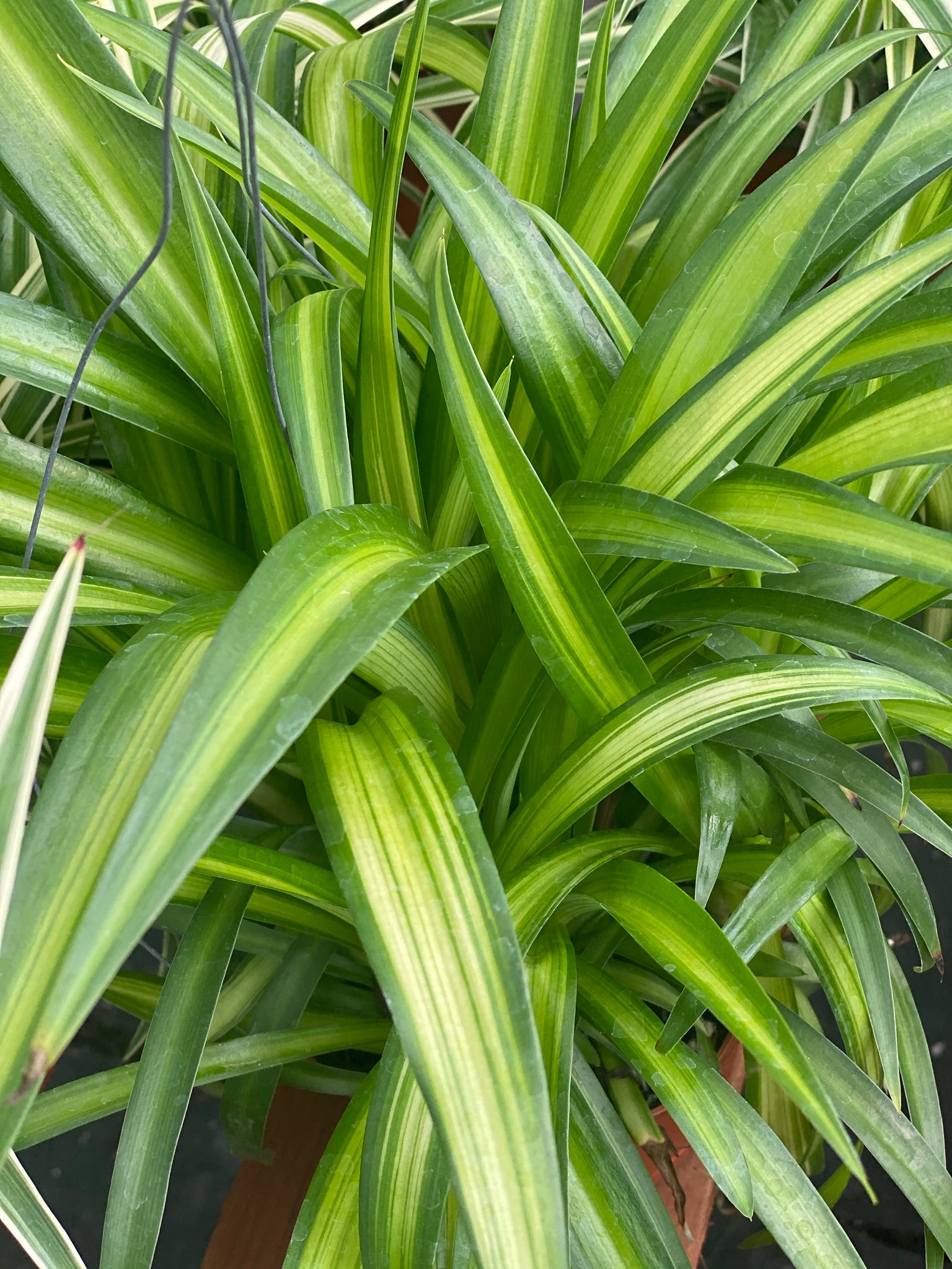 green yellow spider plant Chlorophytum Hawaiian Spider Plant ( Green Variegated ) – In Succulent Love