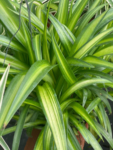 Chlorophytum Hawaiian Spider Plant ( Green Variegated )