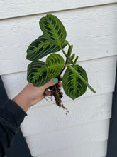 Lemon Lime Maranta ( Green Prayer Plant )