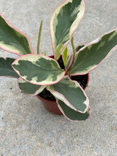 Peperomia Ginny Rainbow Tricolor