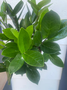 Zamioculcas Zamiifolia (ZZ Plant)