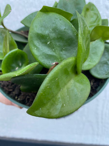 Hoya Carnosa Chelsea