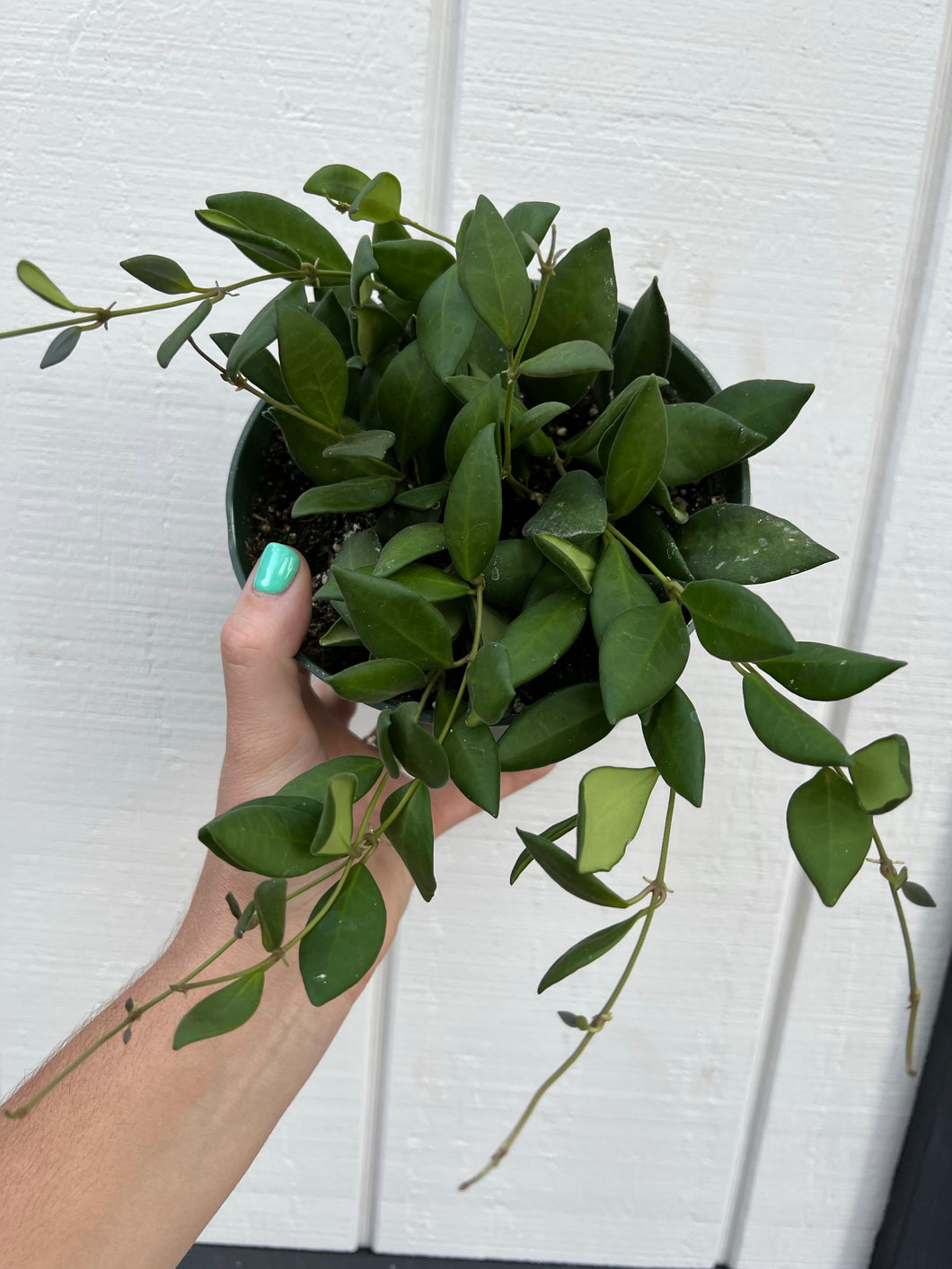 Hoya Aff Burtoniae