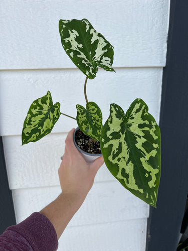 Caladium Hilo Beauty