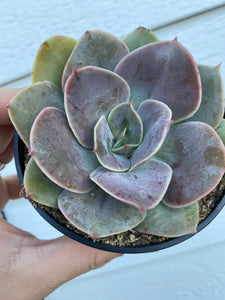 Echeveria Xanthe Rose