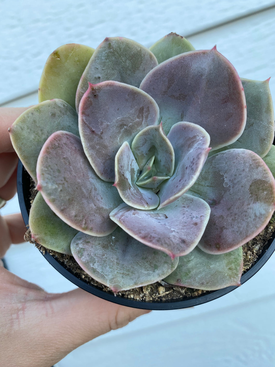 xanthe rose succulent Echeveria Xanthe Rose