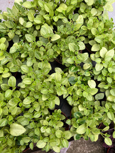 Peperomia Pixie Variegated