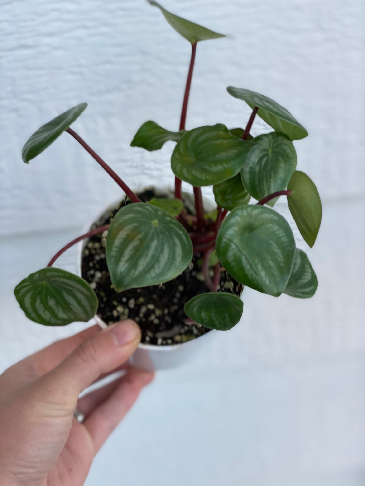 melon indoor plant Peperomia Watermelon (Peperomia Argyreia) – In Succulent Love