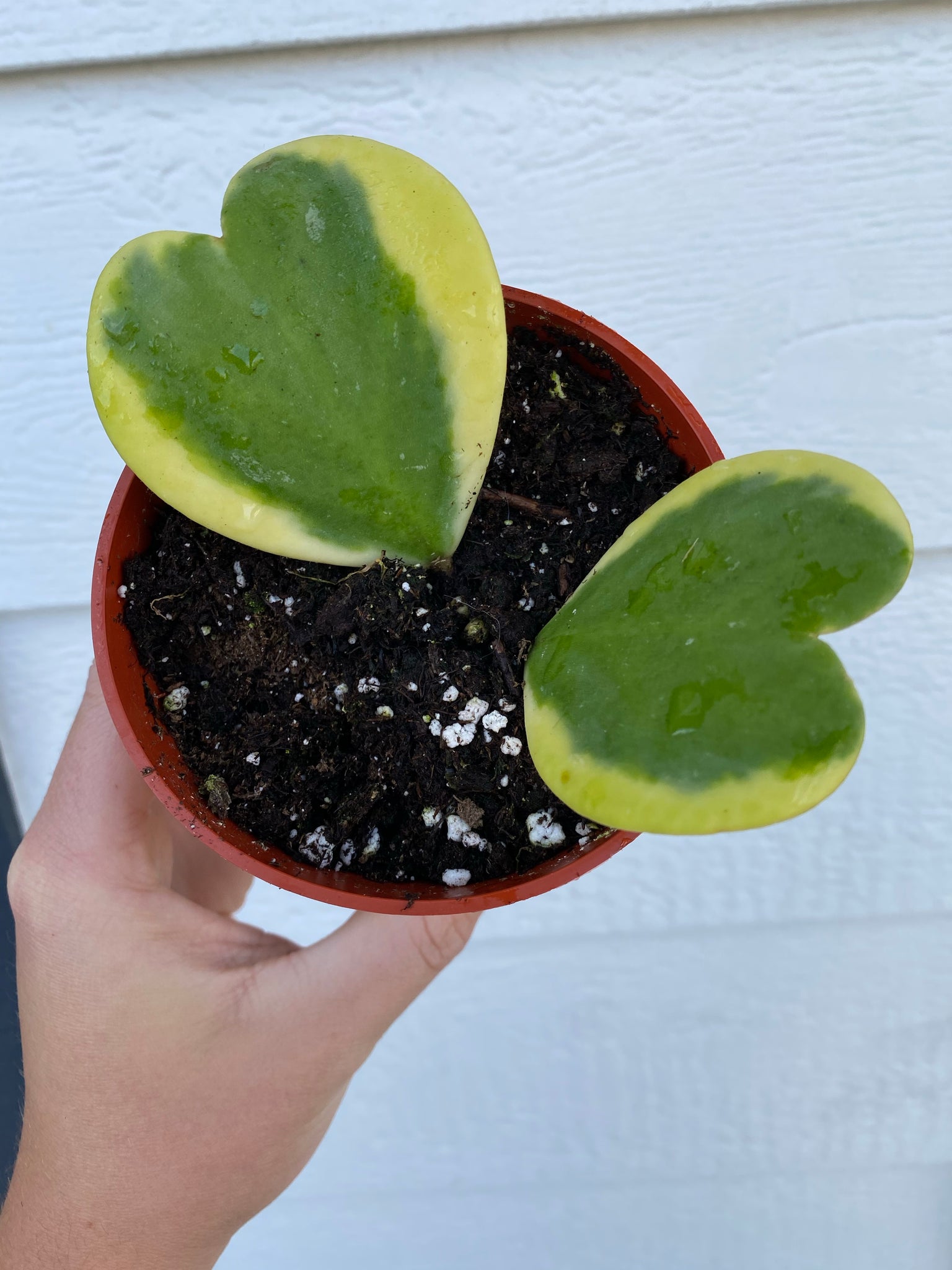 variegated heart succulent Hoya Kerrii Variegated Hoya Heart ('SweetHeart') – In Succulent Love