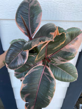 Ficus Decora Ruby Pink ( Rubber Tree)