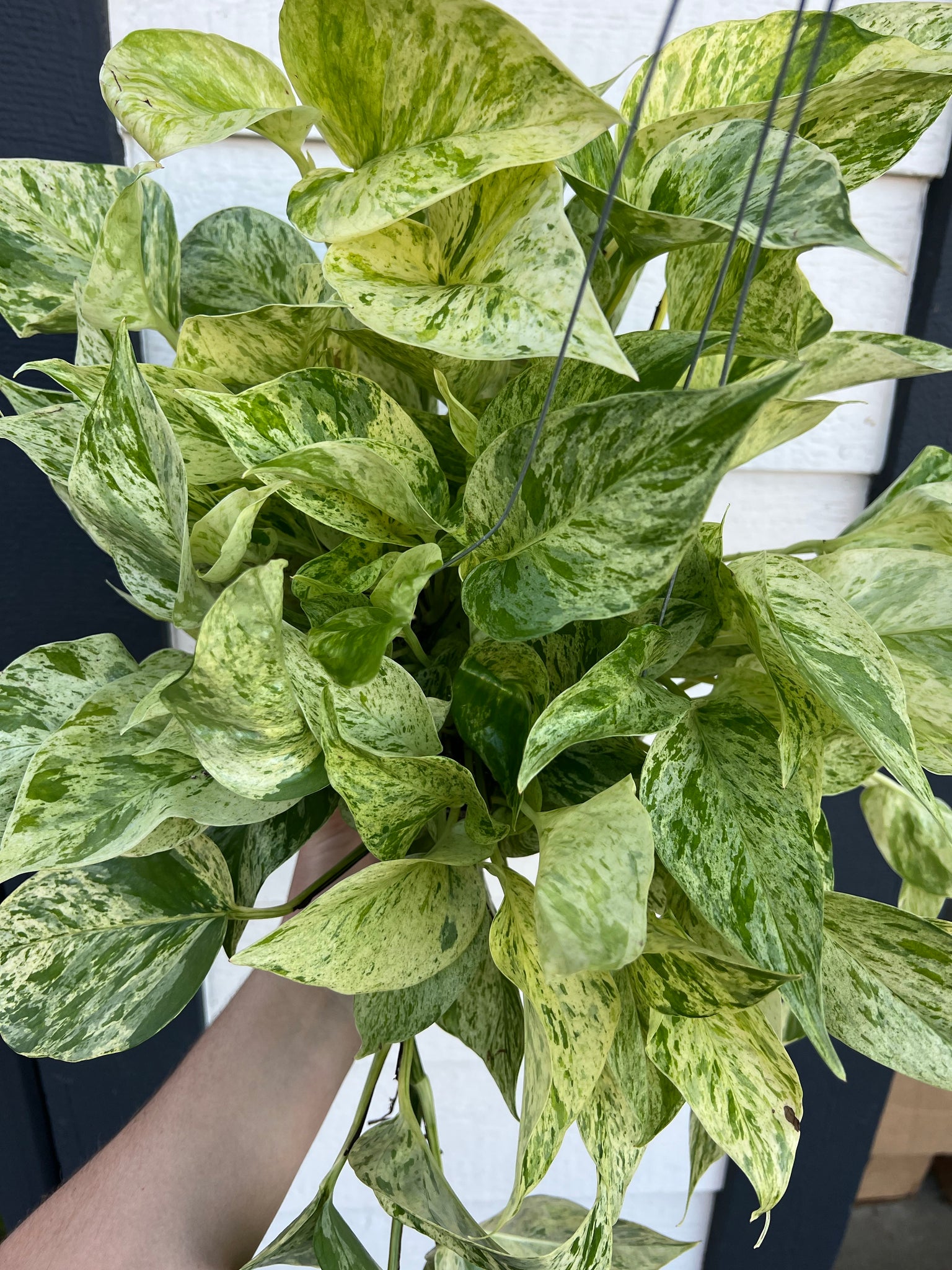snow queen pothos light Pothos Snow Queen – In Succulent Love