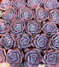 Echeveria Dusty Rose