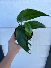 Baltic Blue Pothos (Epipremnum Pinnatum)