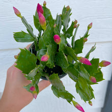 Winter Christmas Cactus (Currently Not Blooming)