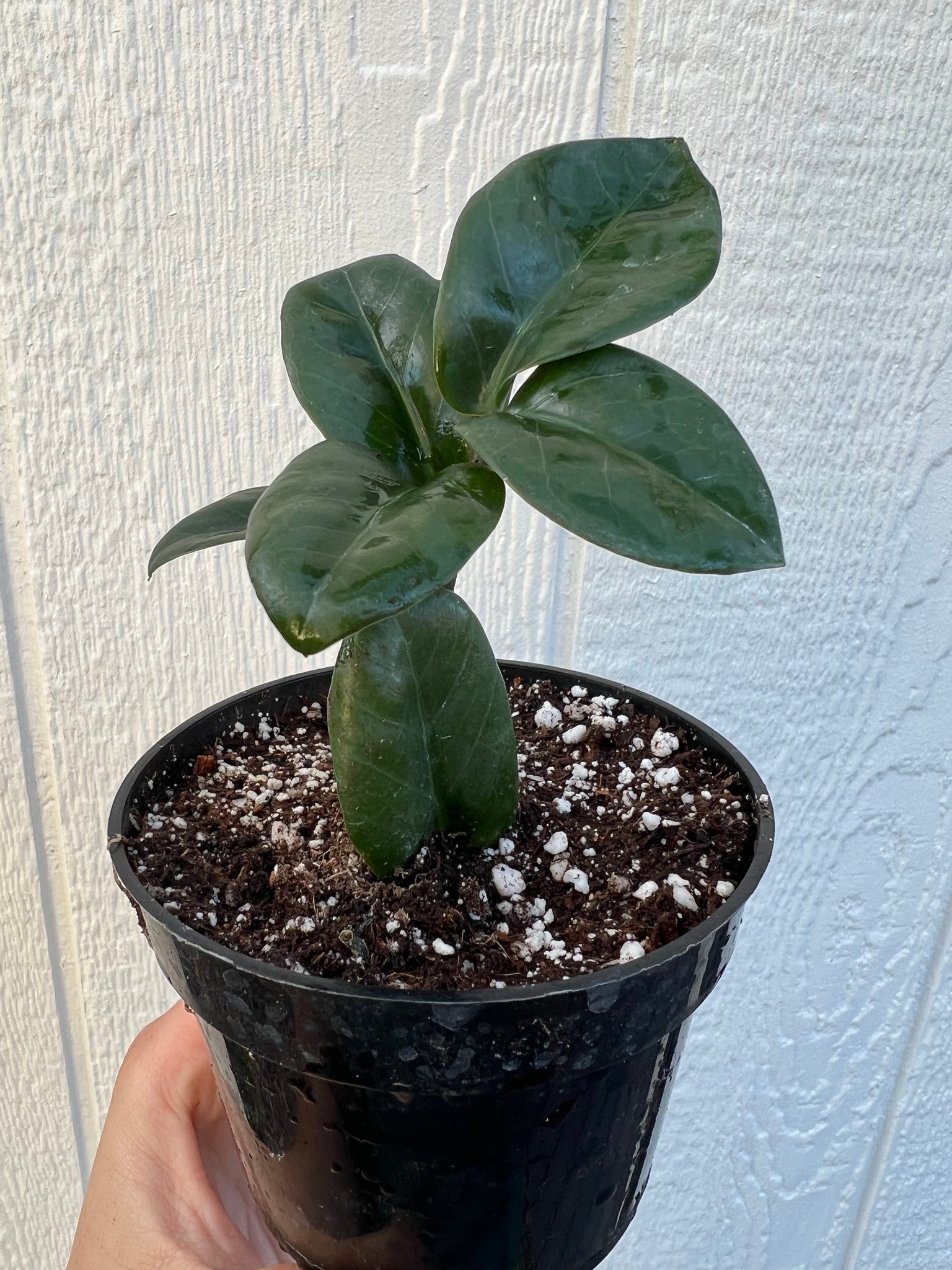 zenzi zz plant for sale Zenzi Dwarf ZZ Plant – In Succulent Love