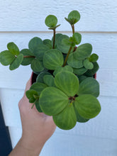 Peperomia Hope