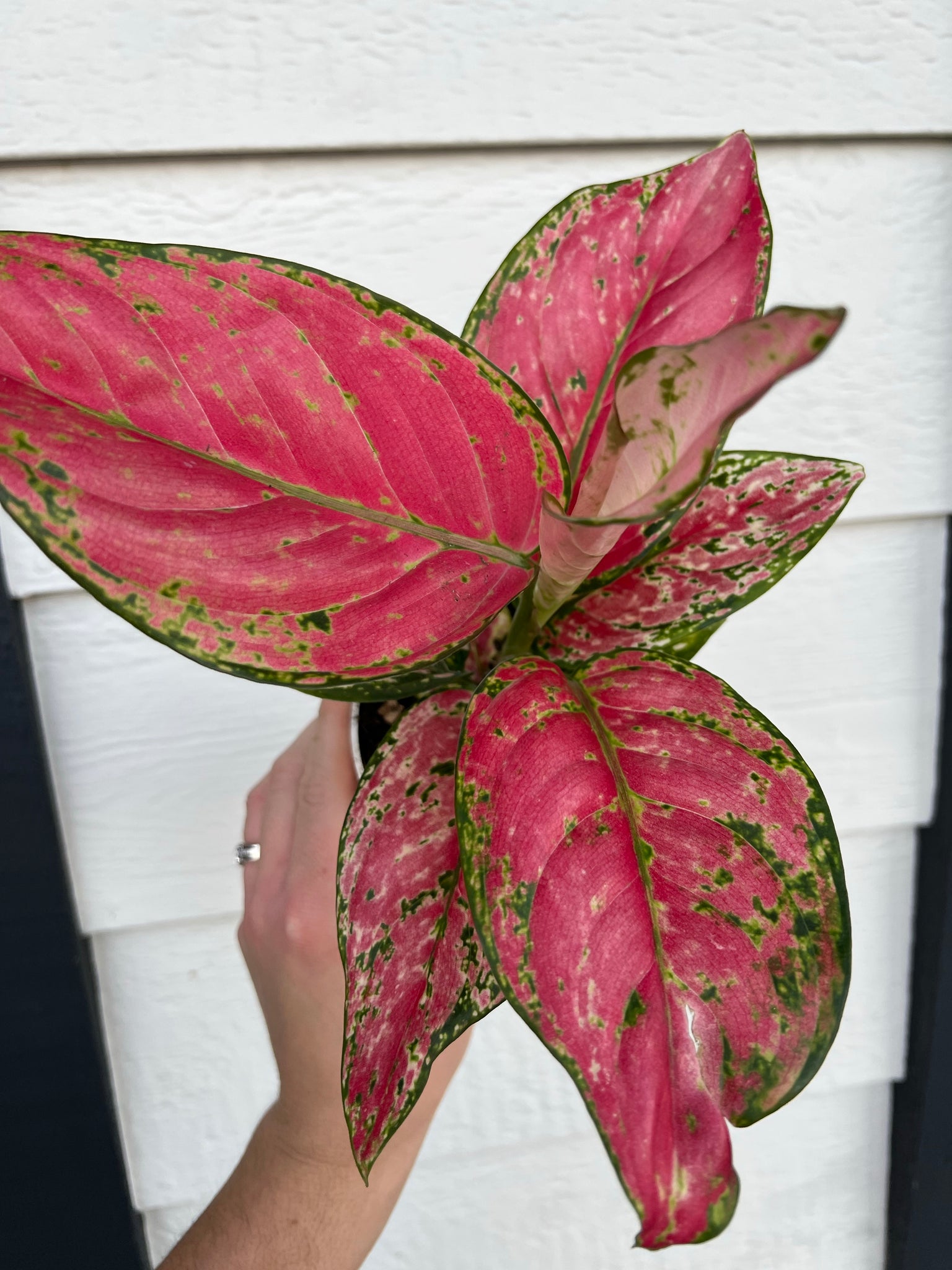 pink panther aglaonema pink lady Hot Pink Hybrid of 'Pink Lady Valentine' Chinese Evergreen Aglaonema – In Succulent Love